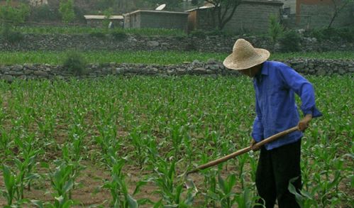 河北三權(quán)分置土地改革新動向 農(nóng)民有望成為集體資產(chǎn)股東，助力農(nóng)作物種子經(jīng)營發(fā)展