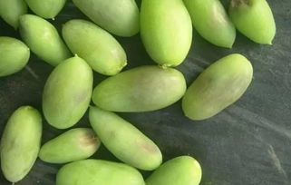 植?？萍贾r(nóng)業(yè)發(fā)展，特色產(chǎn)業(yè)推動鄉(xiāng)村振興