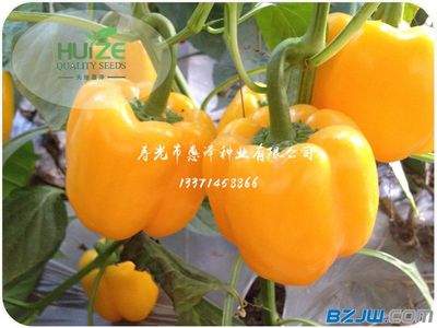 劃算黃椒推薦 價(jià)格、廠家與選購指南